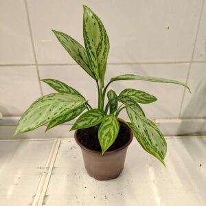Aglaonema