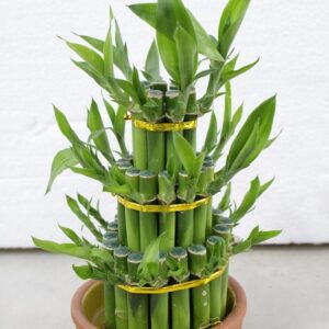 Lucky bamboo 3 tiers