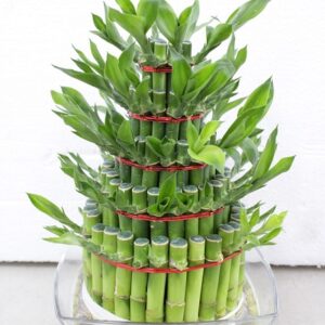 Lucky bamboo 5 tires