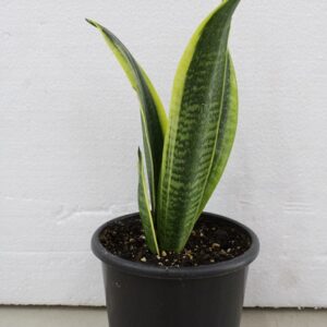 Snake plant