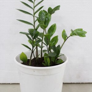 Zamioculcas
